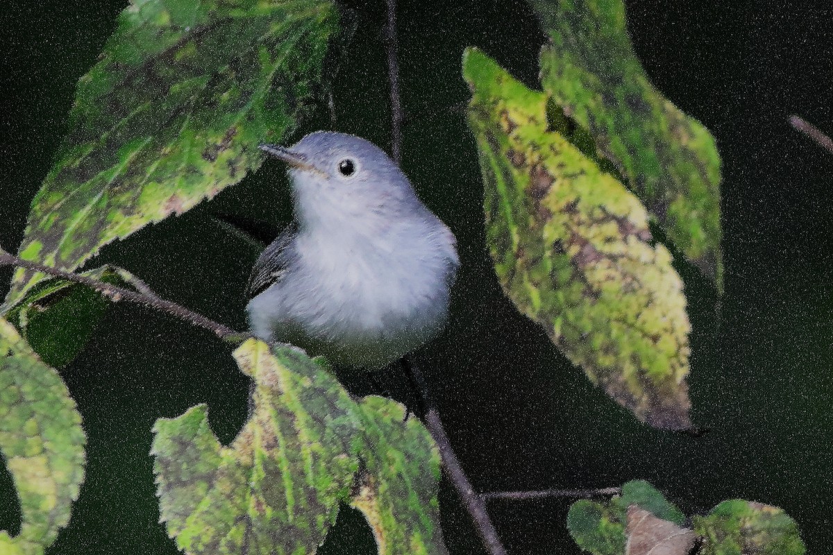 Blue-gray Gnatcatcher - ML641628689