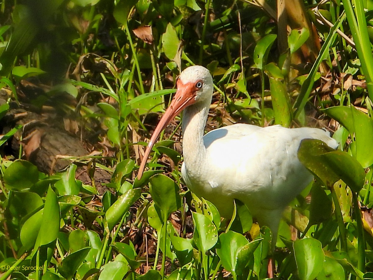 White Ibis - ML641628691