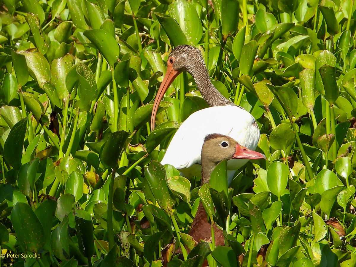 White Ibis - ML641628692