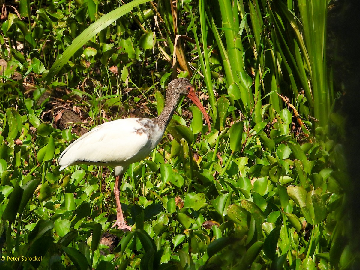 White Ibis - ML641628694