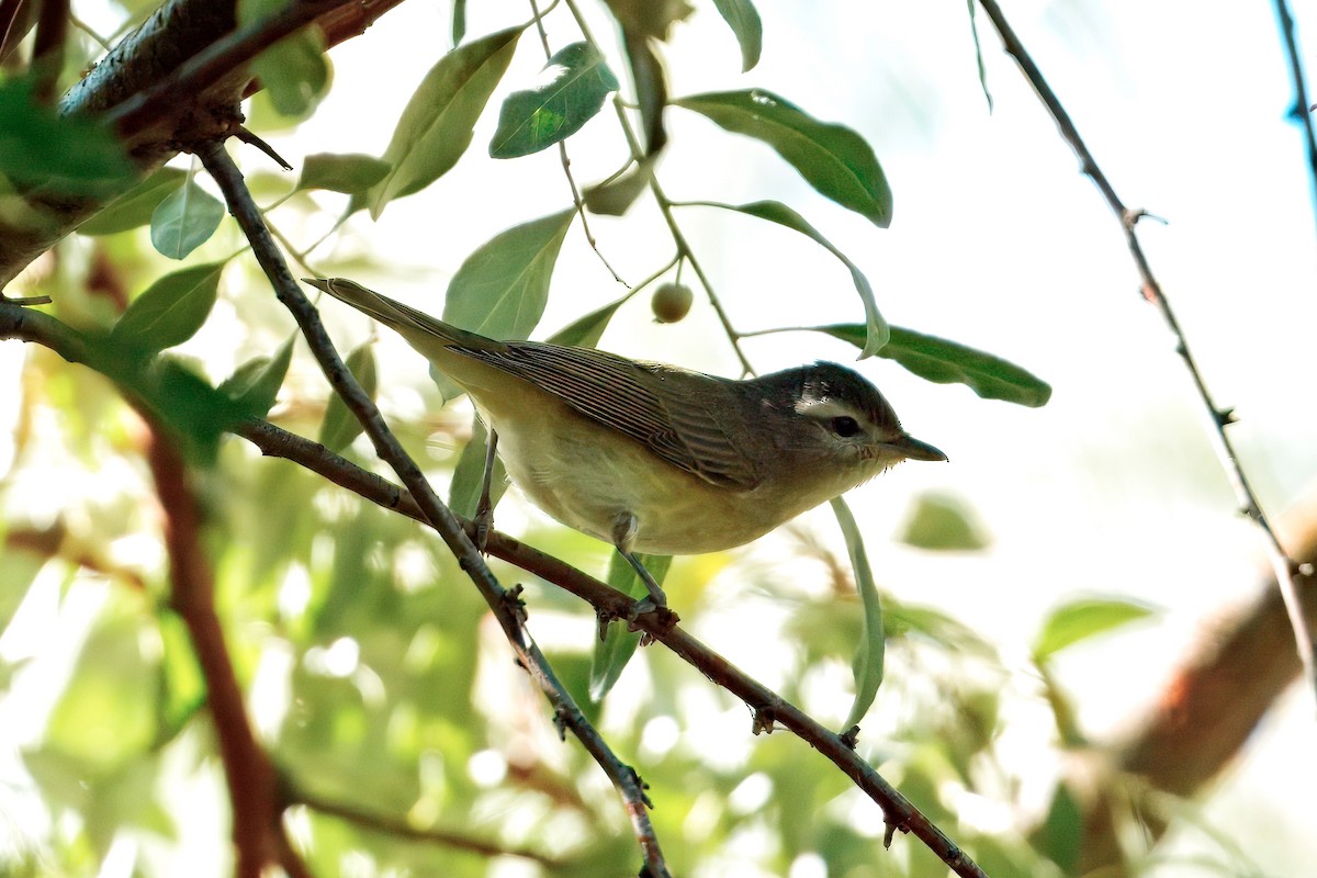 Warbling Vireo - ML641628696