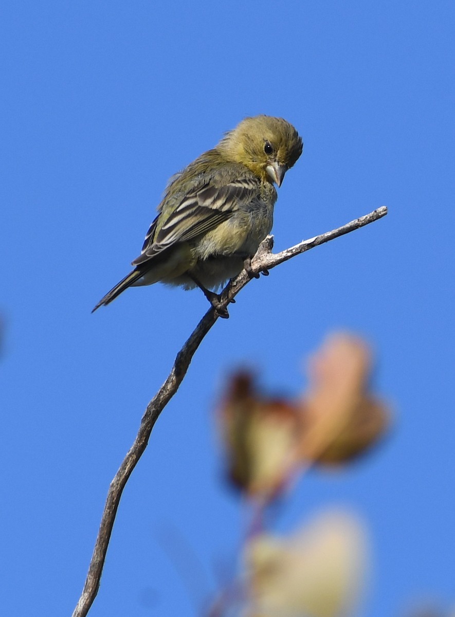 Lesser Goldfinch - ML641628697
