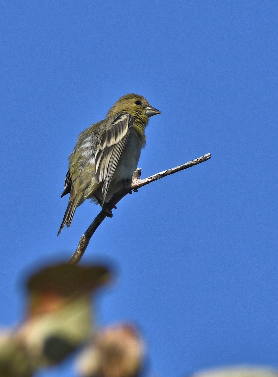 Lesser Goldfinch - ML641628699