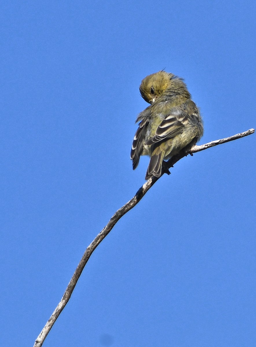 Lesser Goldfinch - ML641628700