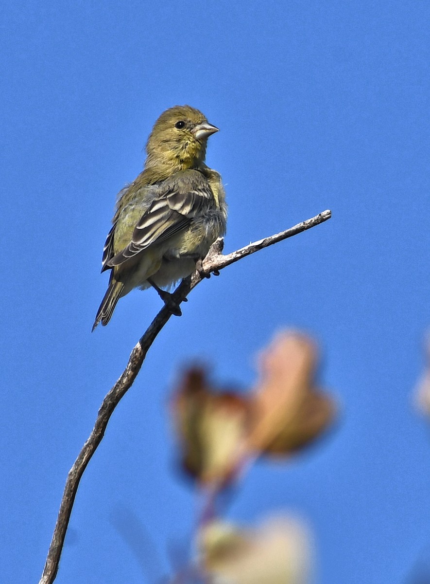 Lesser Goldfinch - ML641628701