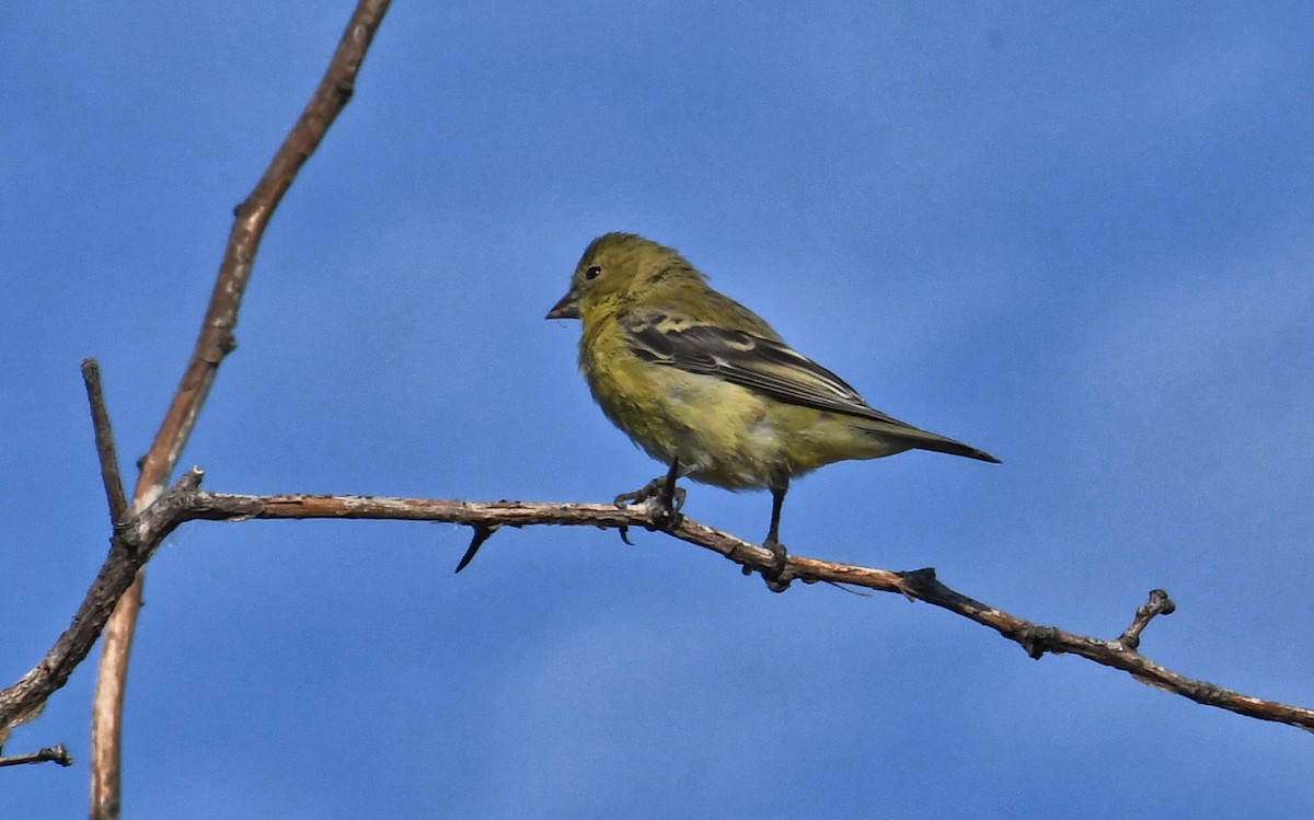 Lesser Goldfinch - ML641628702