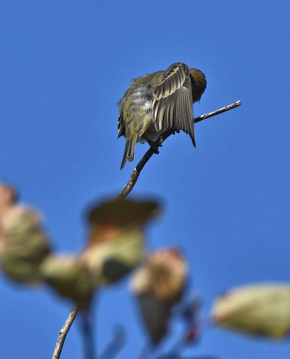 Lesser Goldfinch - ML641628703