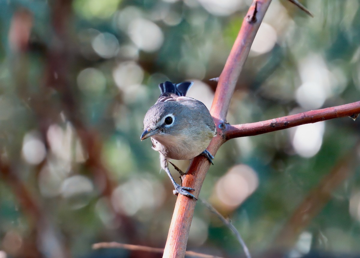 Plumbeous Vireo - ML641628708