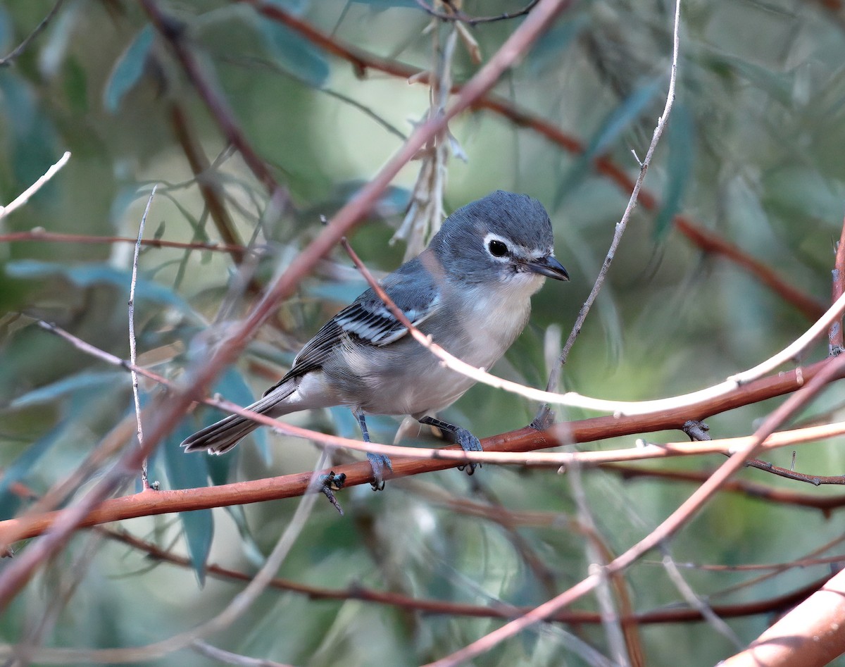 Plumbeous Vireo - ML641628710