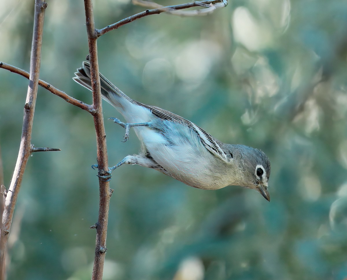 Plumbeous Vireo - ML641628711