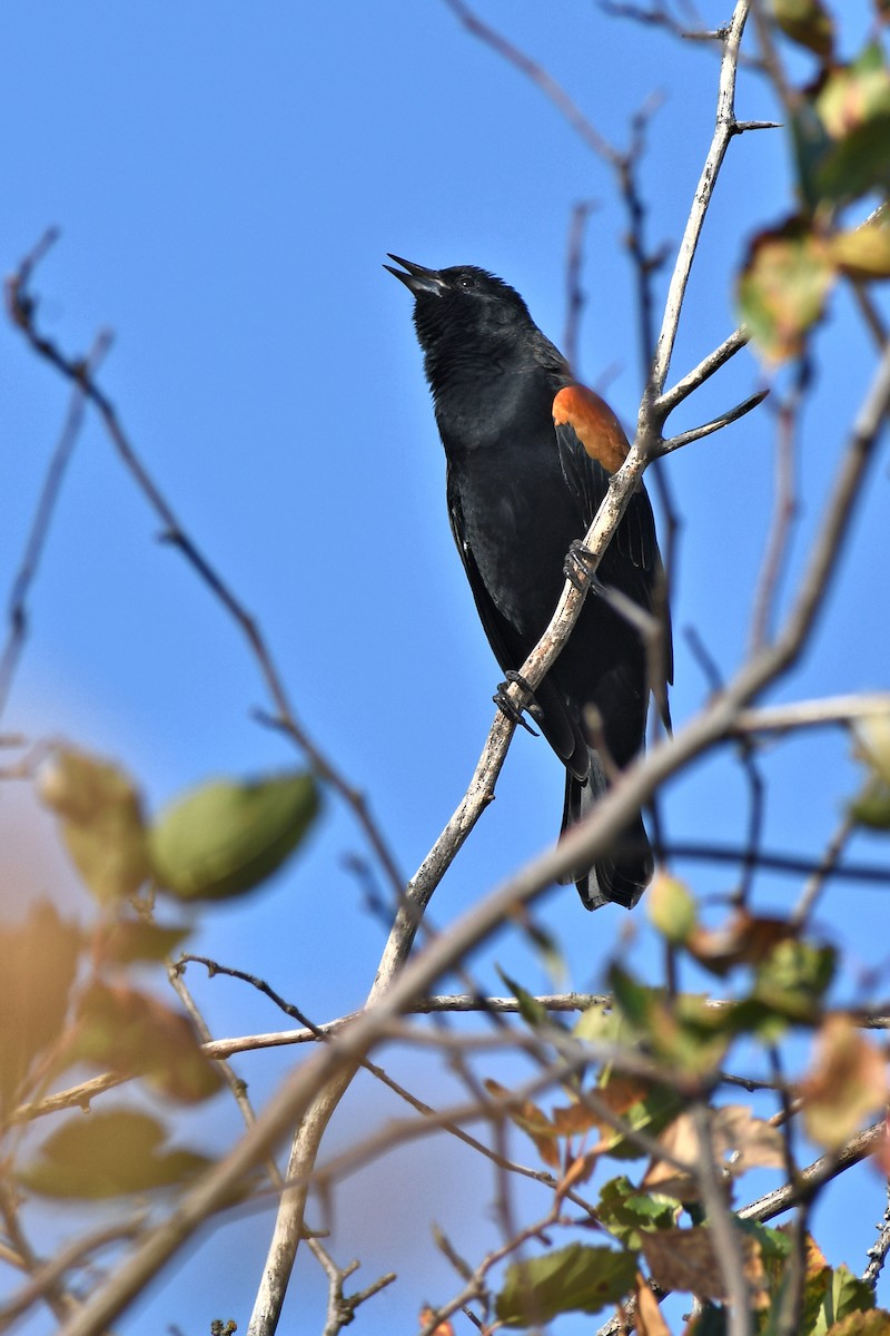 Red-winged Blackbird - ML641628714