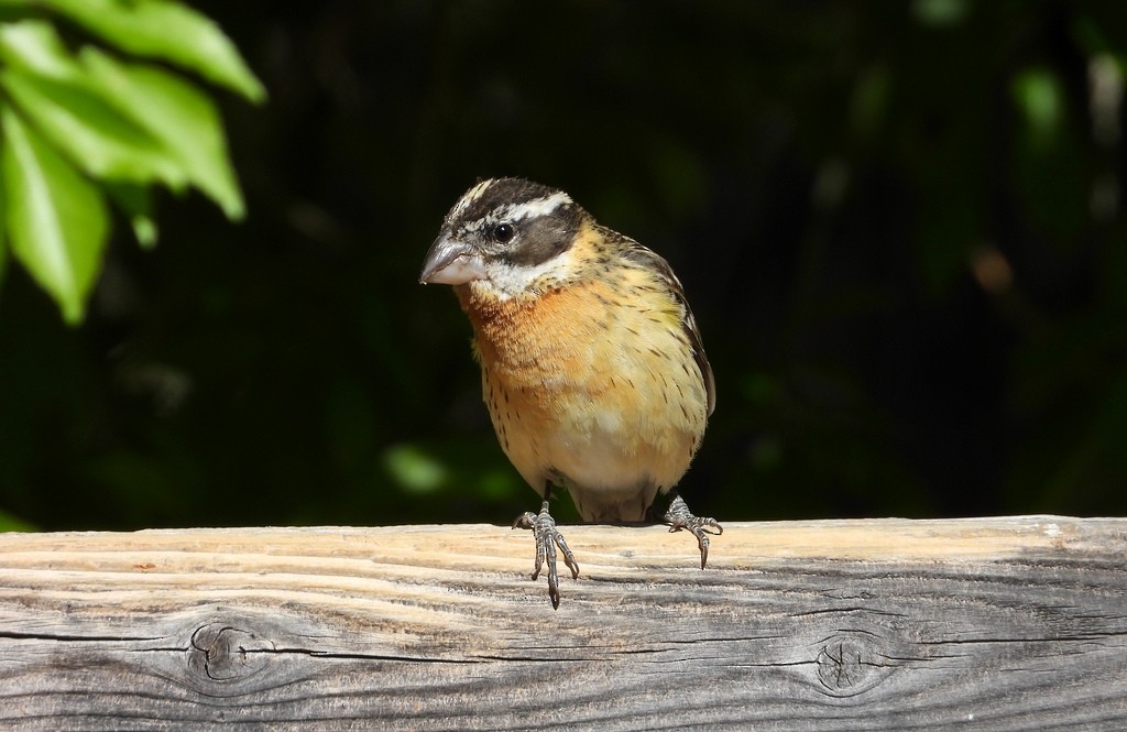 Black-headed Grosbeak - ML641628715