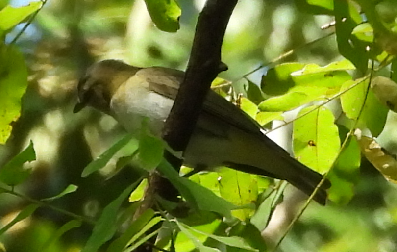 Red-eyed Vireo - ML641628716