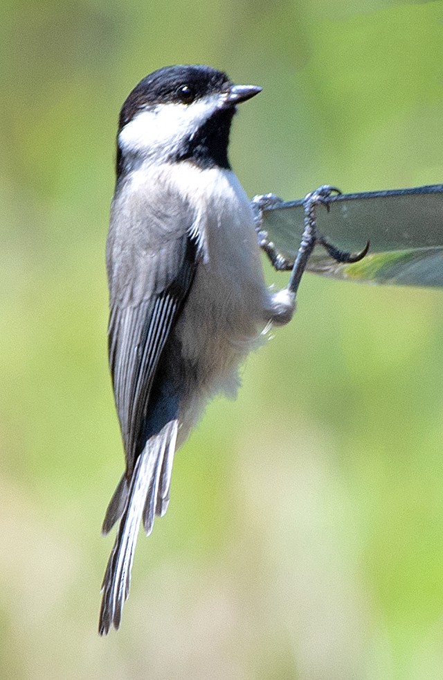 Carolina Chickadee - ML641628720