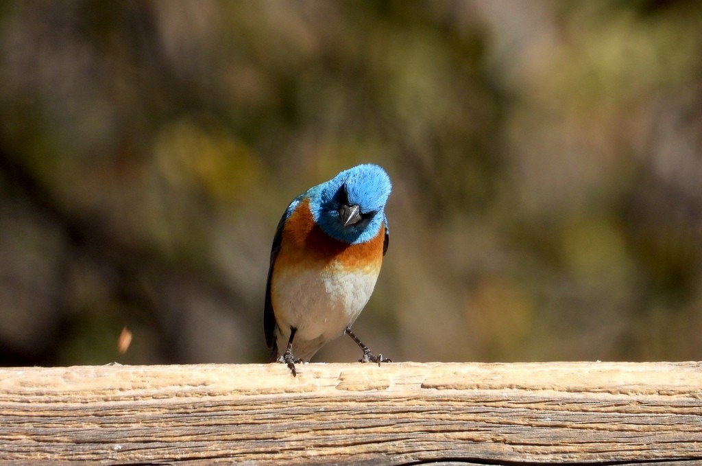Lazuli Bunting - ML641628723