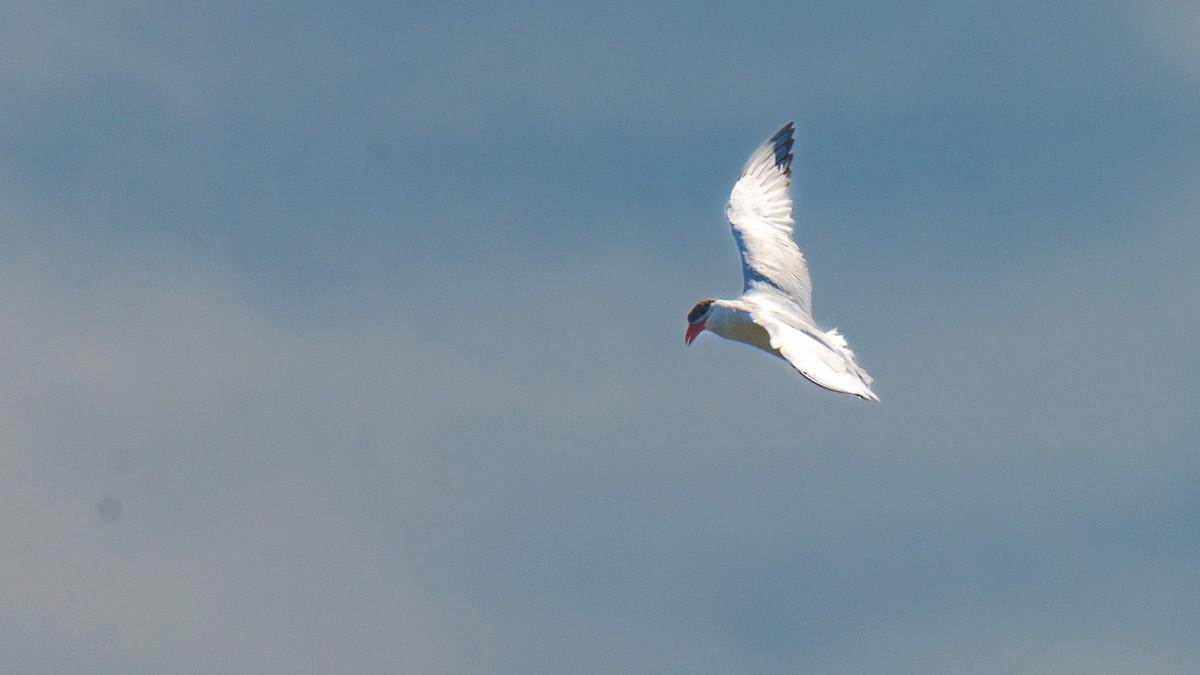 Caspian Tern - ML641628726