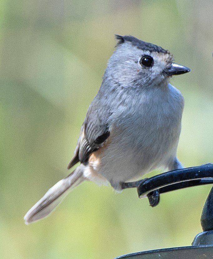 Black-crested Titmouse - ML641628729