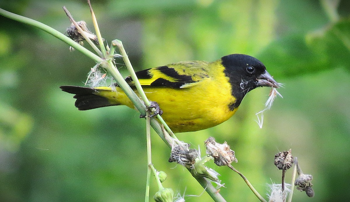 Hooded Siskin - ML641628757