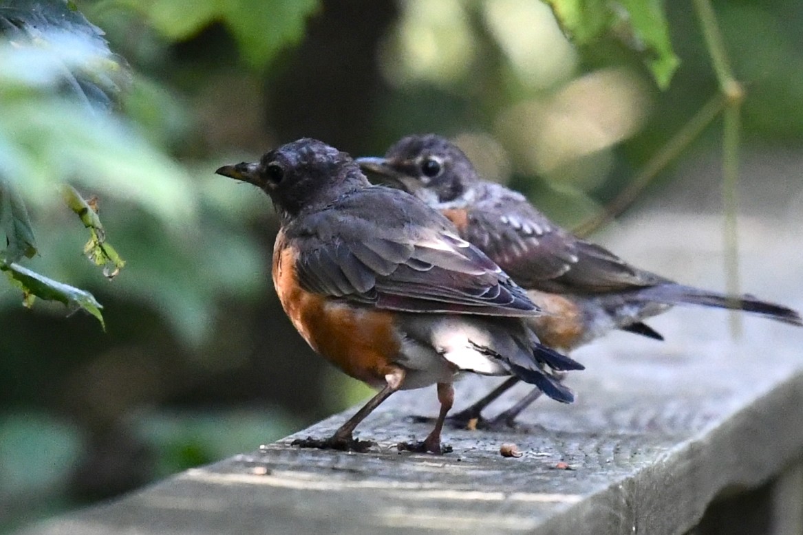 American Robin - ML641628778