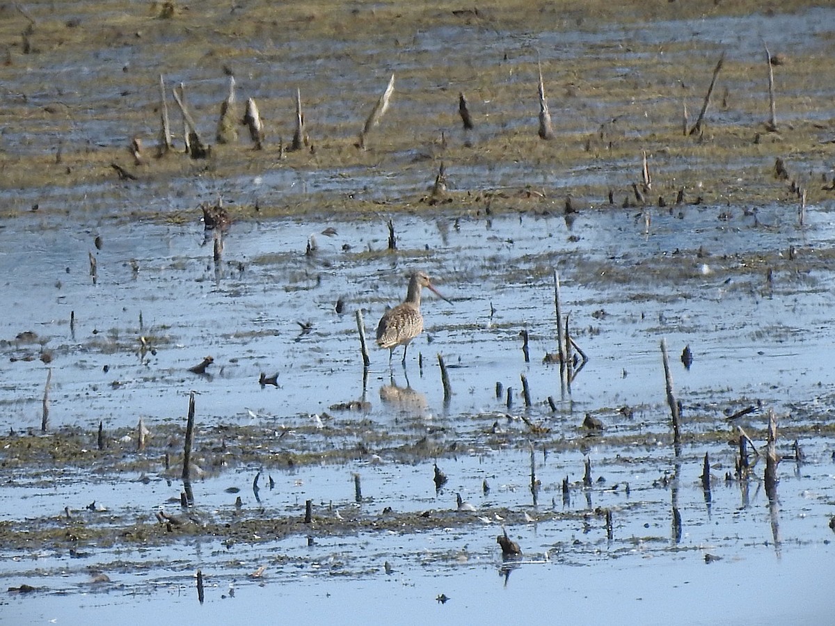 Marbled Godwit - ML641628820