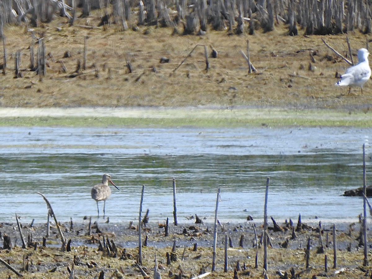 Marbled Godwit - ML641628821