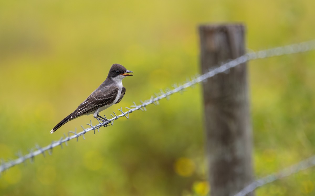 Schieferrücken-Königstyrann - ML641628846