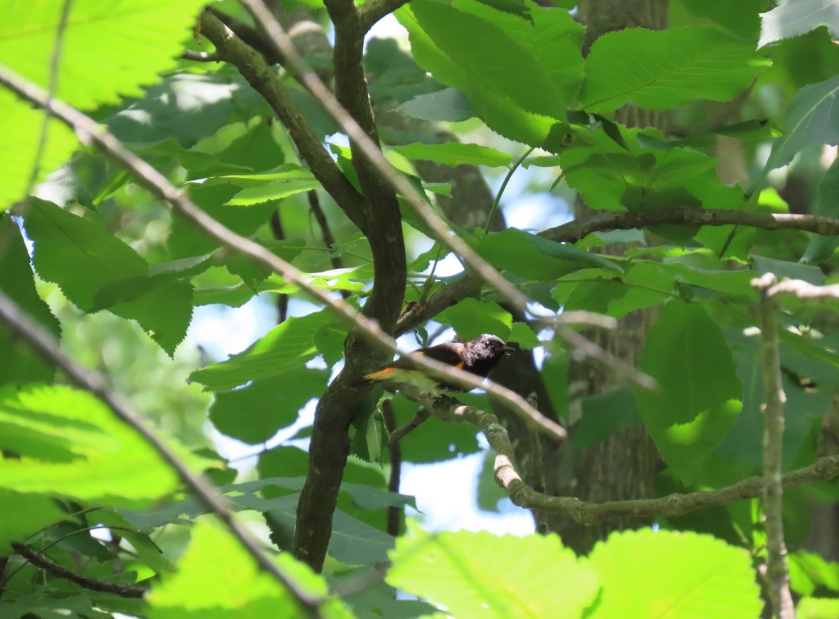 American Redstart - ML641628853