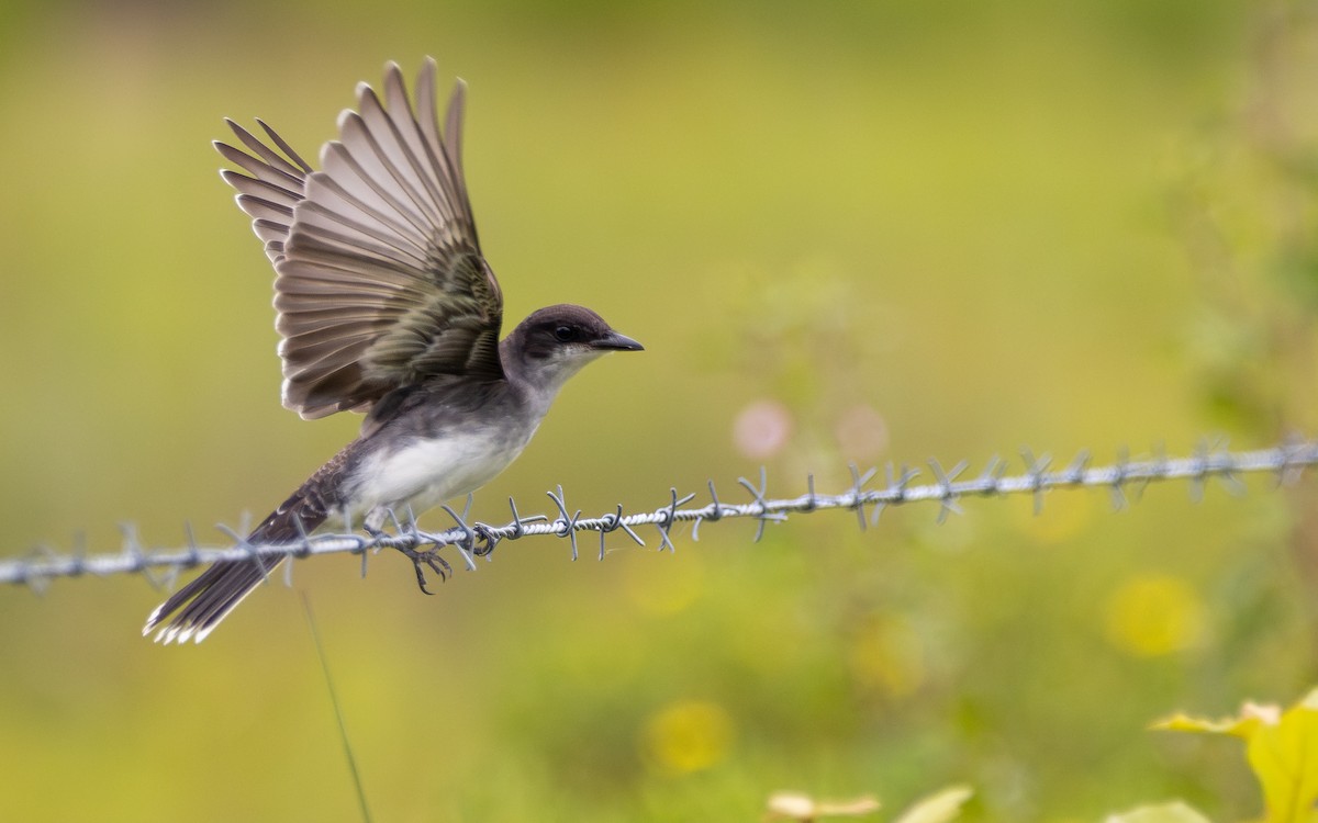 Schieferrücken-Königstyrann - ML641628857