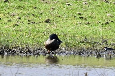 Canard bridé - ML641628865