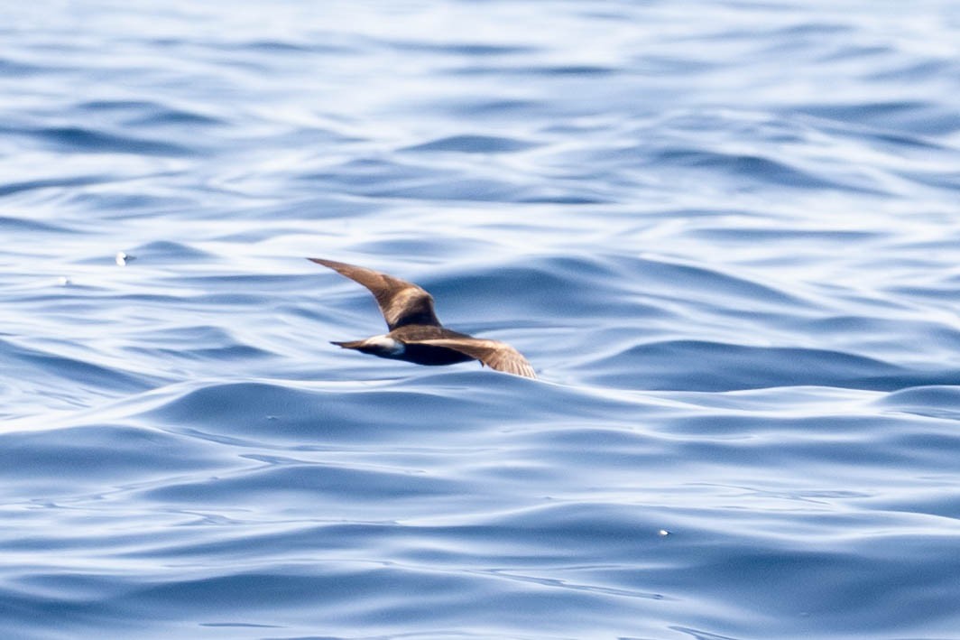 Townsend's Storm-Petrel - ML641628871