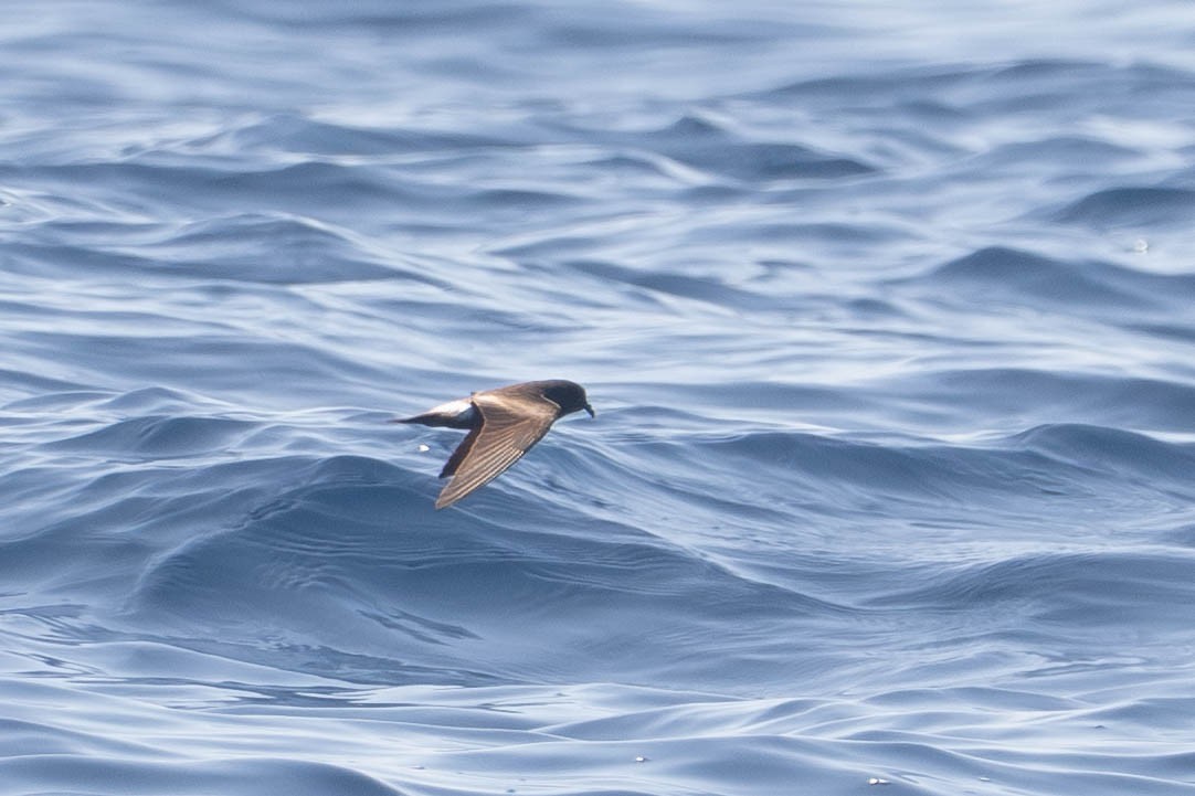 Townsend's Storm-Petrel - ML641628873