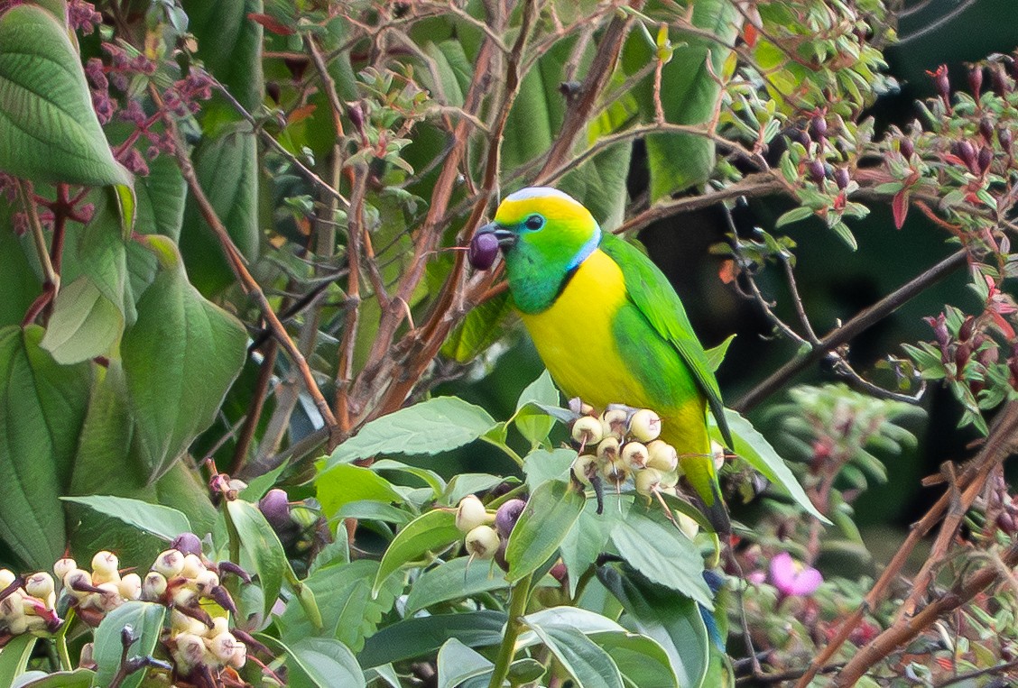 Golden-browed Chlorophonia - ML641628886