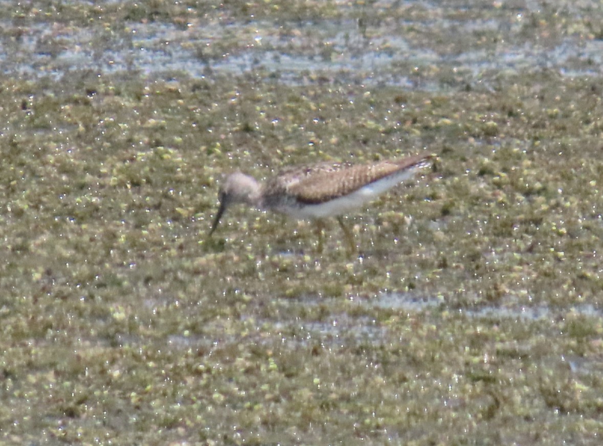 Lesser Yellowlegs - ML641628889