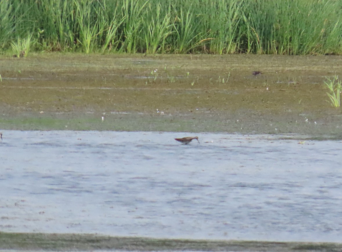 Lesser Yellowlegs - ML641628890