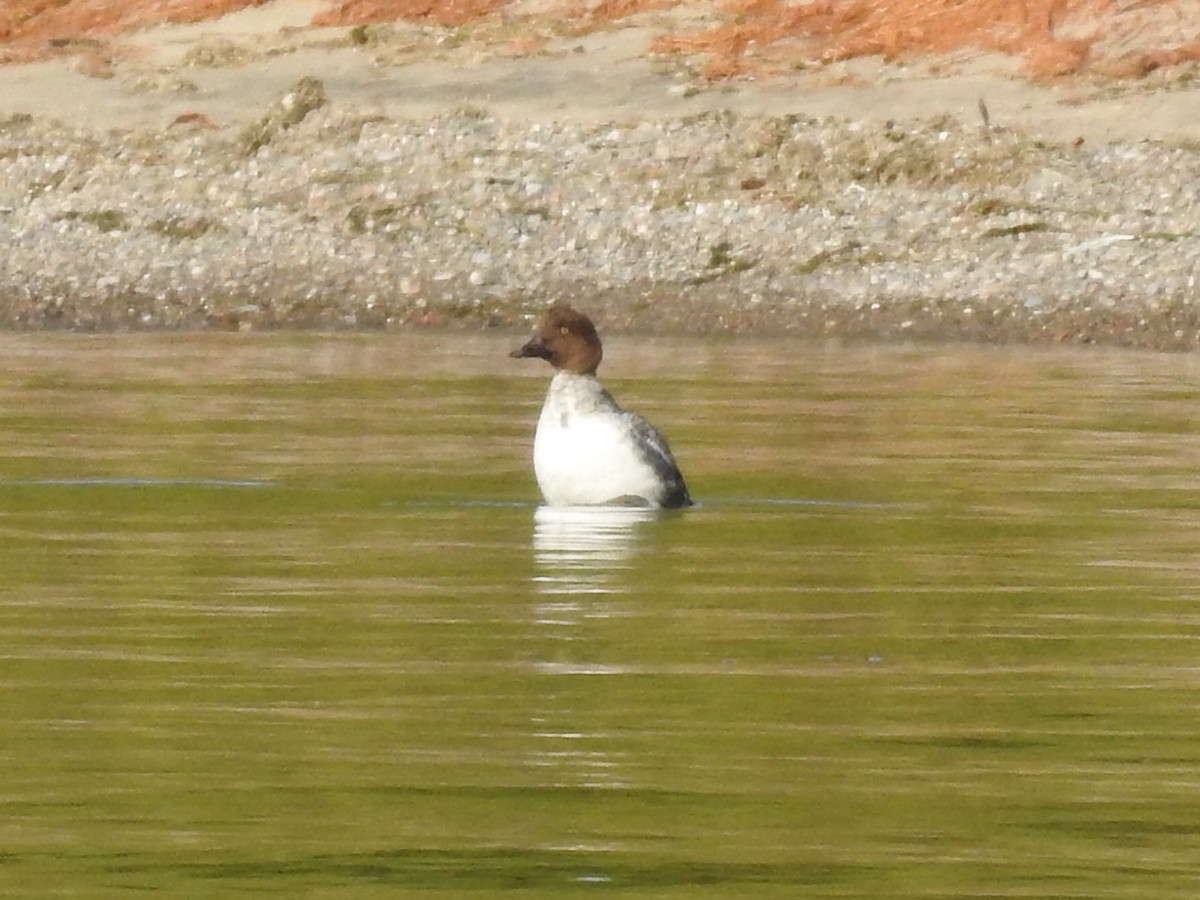 hohol severní - ML641628905