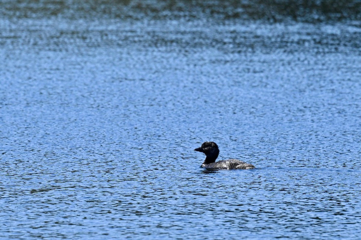 Musk Duck - ML641628922