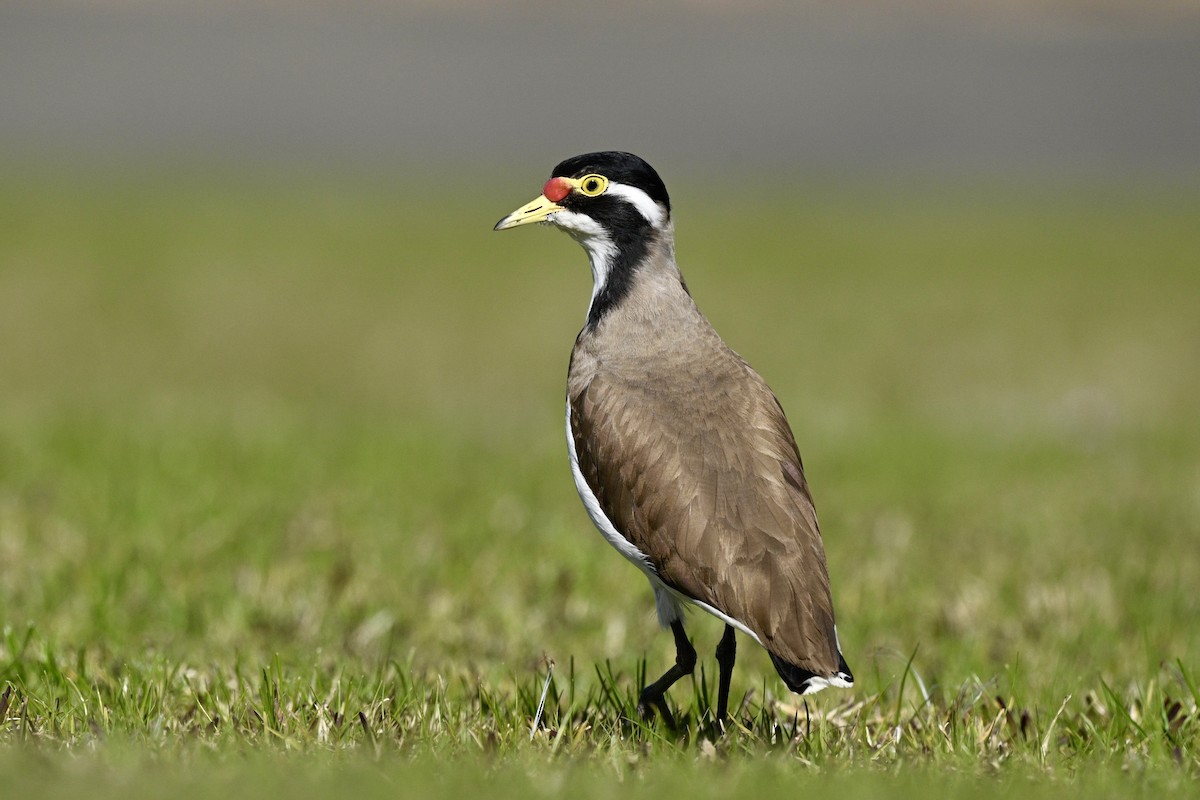 Banded Lapwing - ML641628934