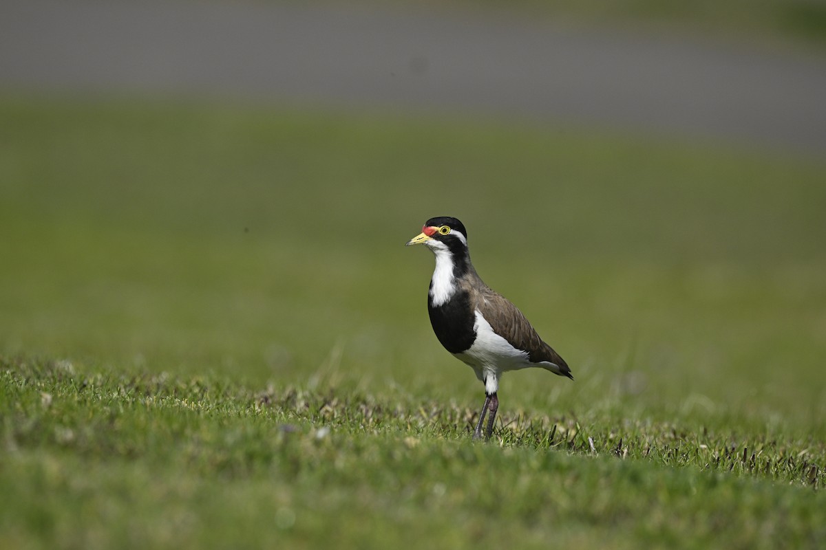 Banded Lapwing - ML641628935