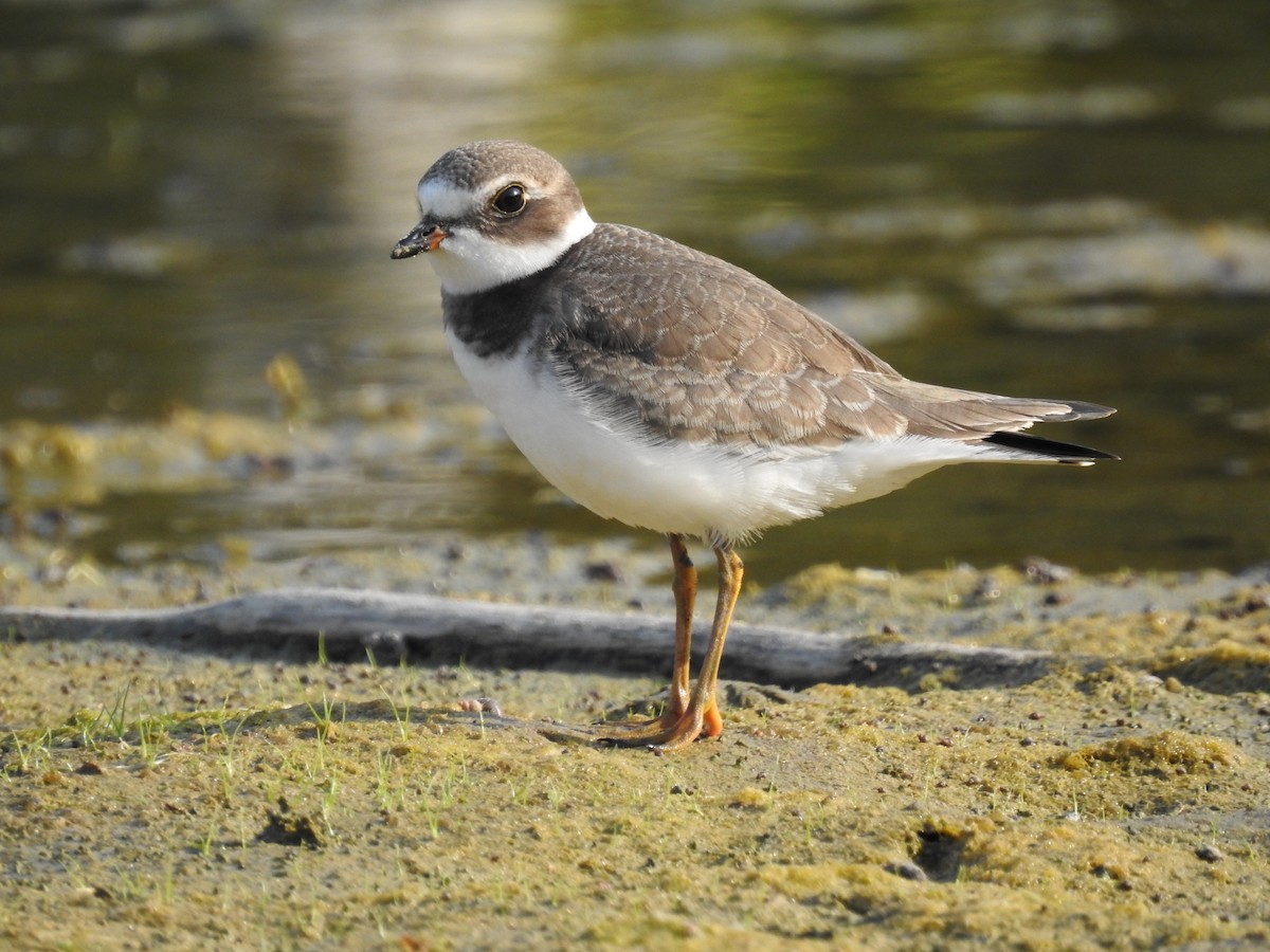 kulík kanadský - ML641628944