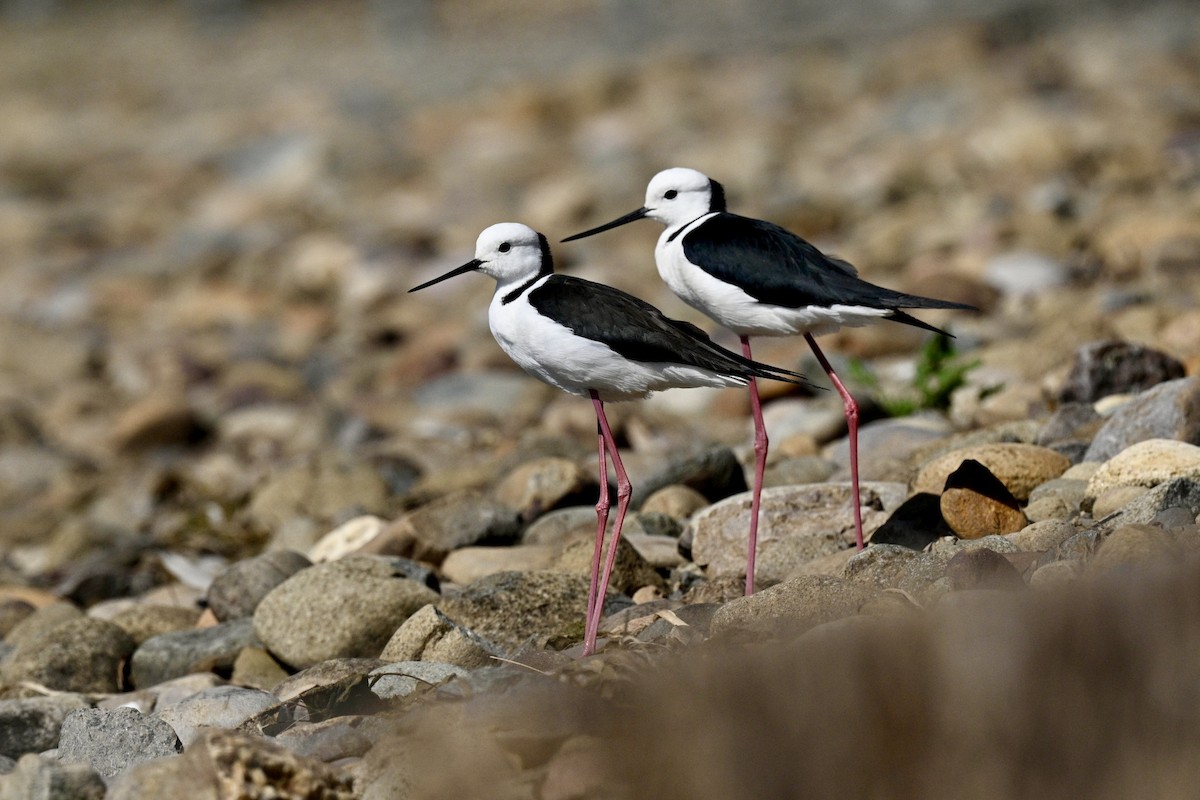 Pied Stilt - ML641628973