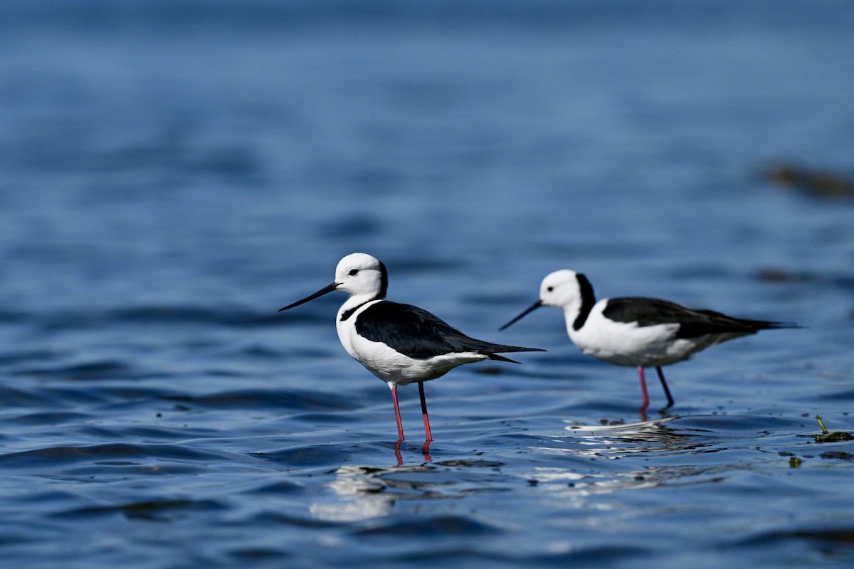 Pied Stilt - ML641628974