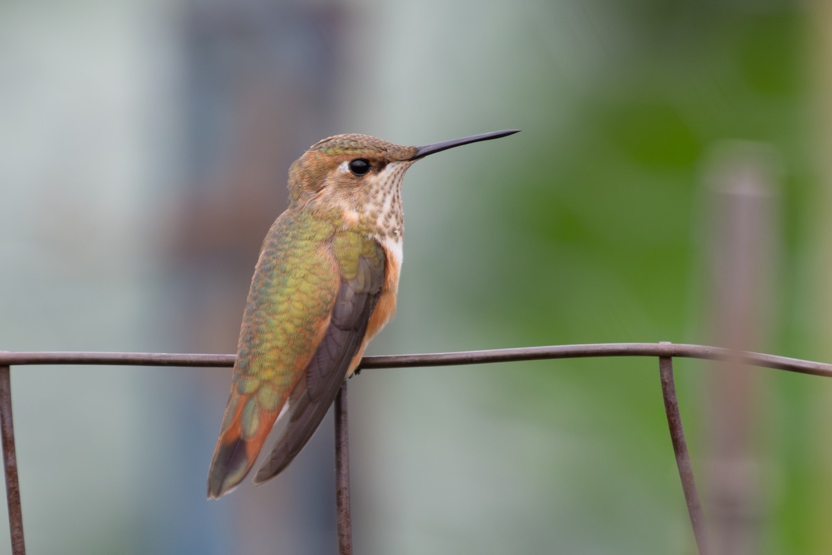 Colibri roux - ML641628982
