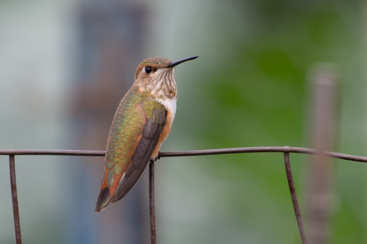 Colibri roux - ML641628983