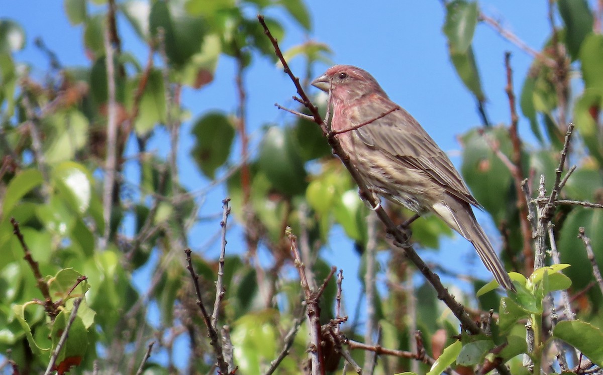 House Finch - ML641629043