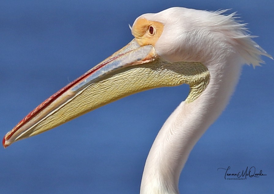 Great White Pelican - ML641629100