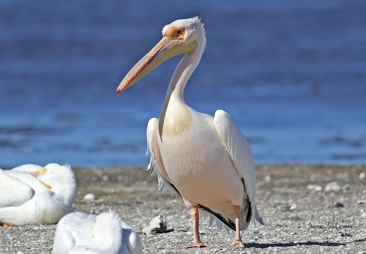 Great White Pelican - ML641629115