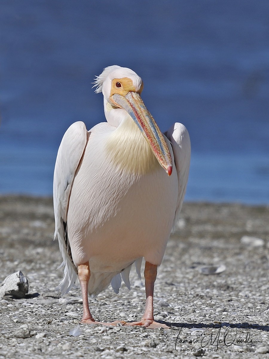 Great White Pelican - ML641629117