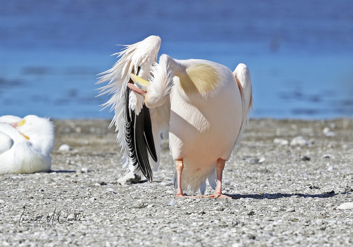 Great White Pelican - ML641629119