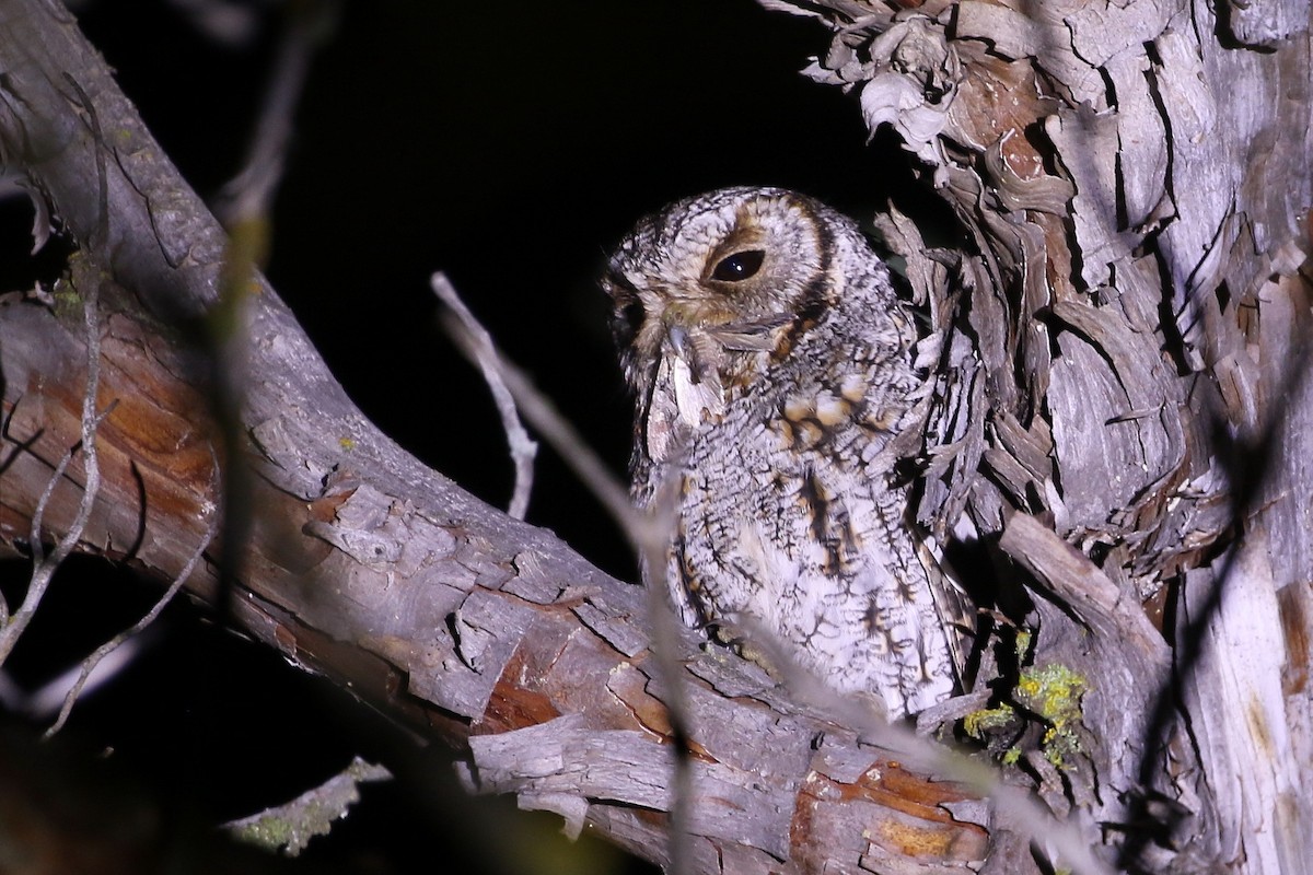 Flammulated Owl - ML641629120