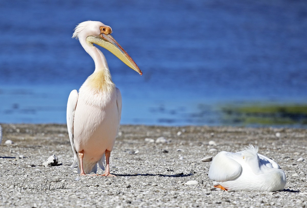 Great White Pelican - ML641629122